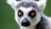 Eagle-Eyed 5-Year-Old Helps Cops Nab Ring-Tailed Lemur Thief