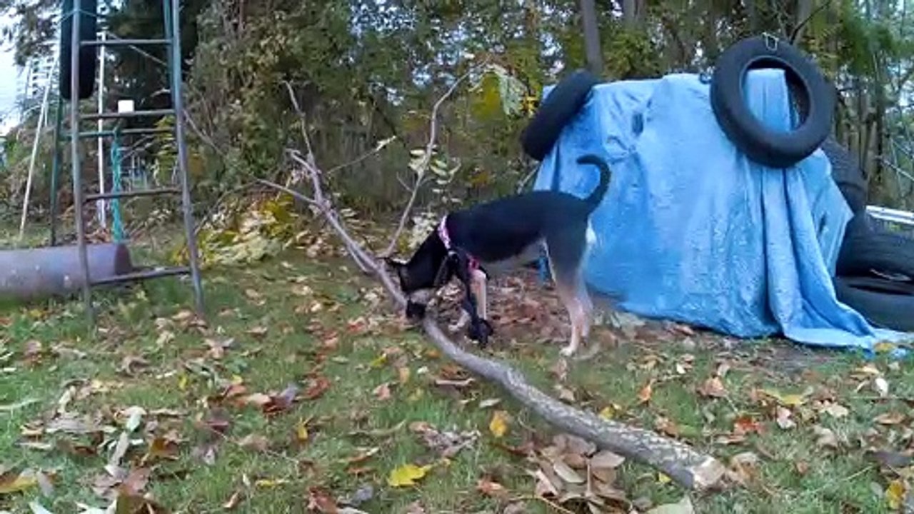 Stella - dog Malinois playing with a branch