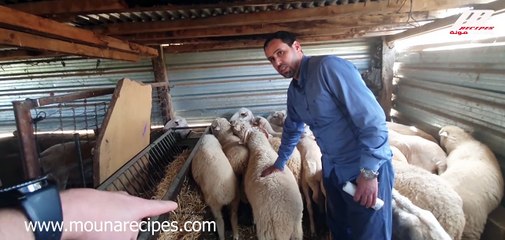 ريحة العيد قربات | كبش العيد