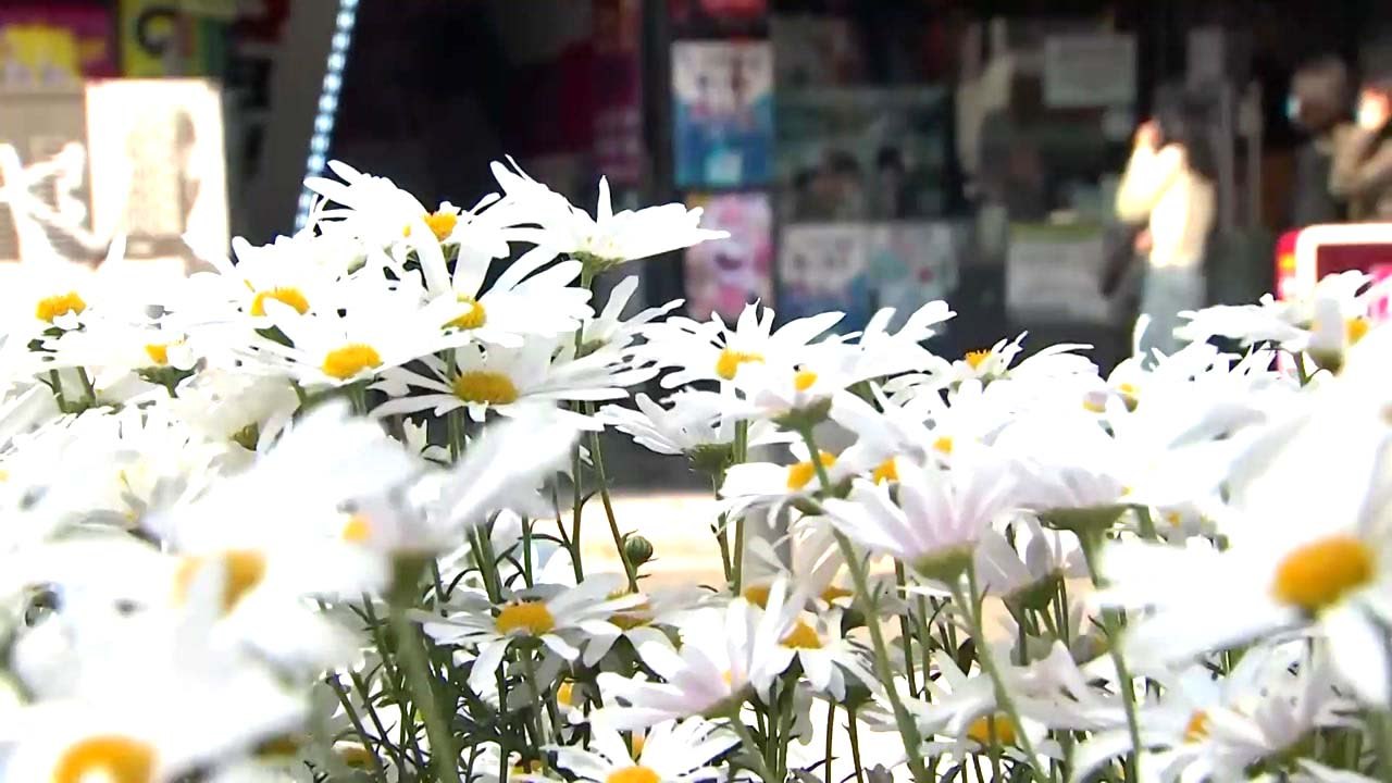 [날씨] 휴일 맑고 선선한 날씨..."생활 속 거리 두기 지켜요" / YTN