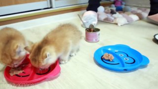 Hungry kittens meows and want to eat _  #TeddyKittens #catgivingbirth #kittens