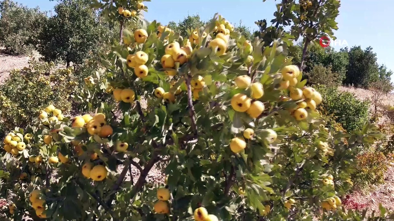 Yabani dağ meyvesi bahçe meyvesi oldu