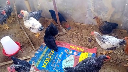 Chicken   farming Nepal || Nepal Scenery