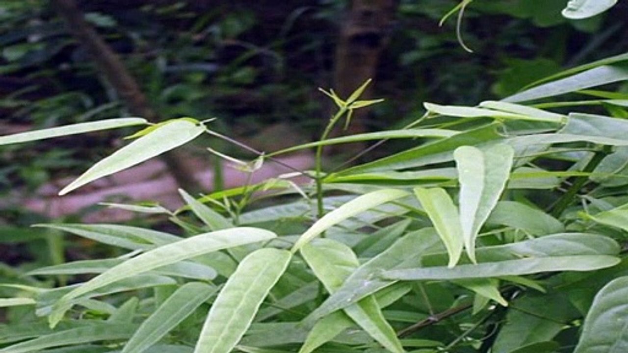 Pariri ( Arrabidaea chica ) serve para Corrimento vaginal e Feridas na pele