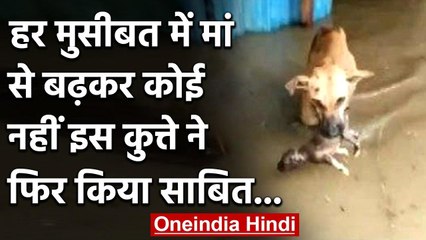 Karnataka: मां से बढ़कर कोई नहीं, एक कुत्ते ने फिर साबित कर दिया | वनइंडिया हिंदी