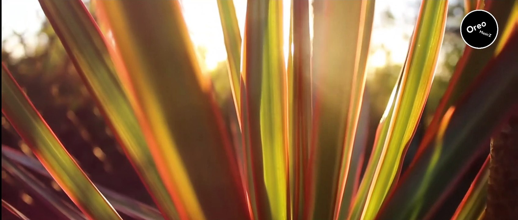 Beautiful Cinematic Video