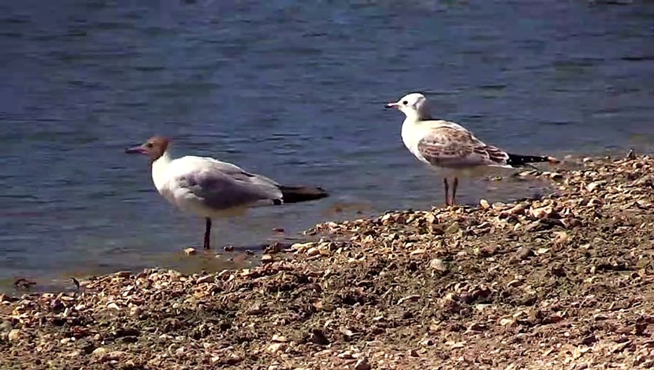 Seagull The Bird