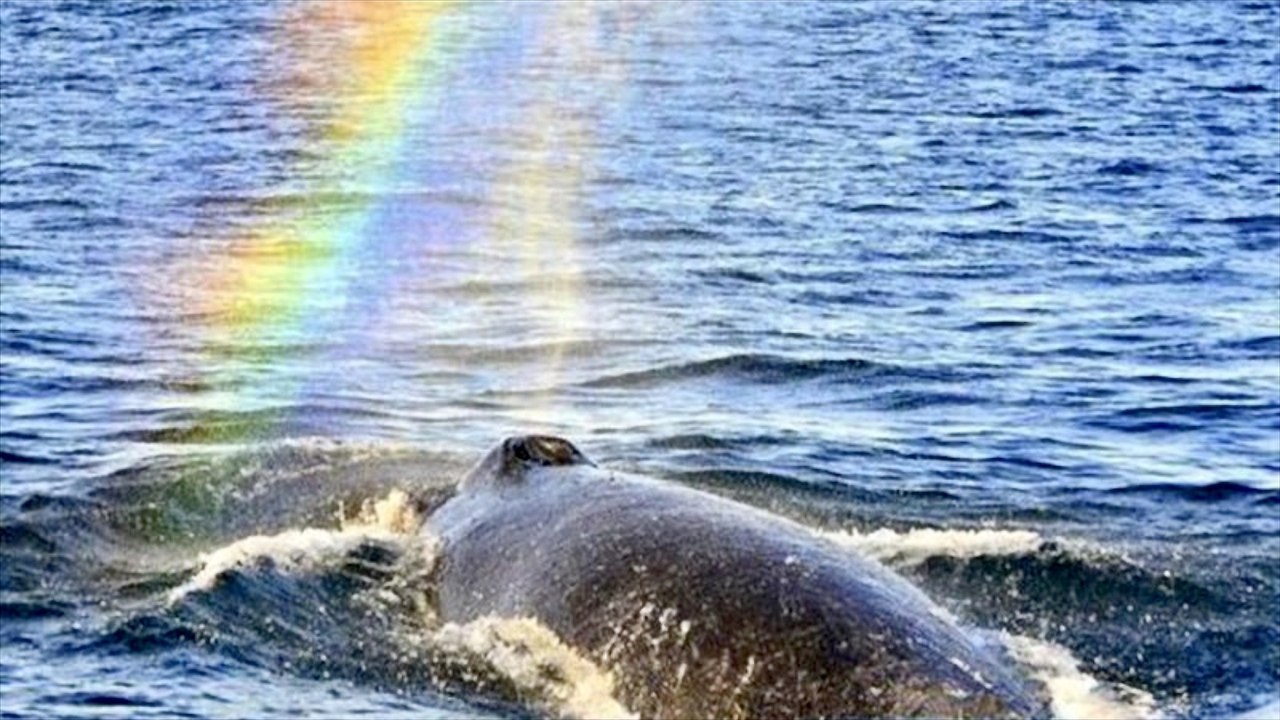 Stuff that Comes Out of a Whale's Blowhole
