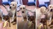 El tierno video de un perro que delata a su 'compañero' por una travesura se vuelve viral en redes