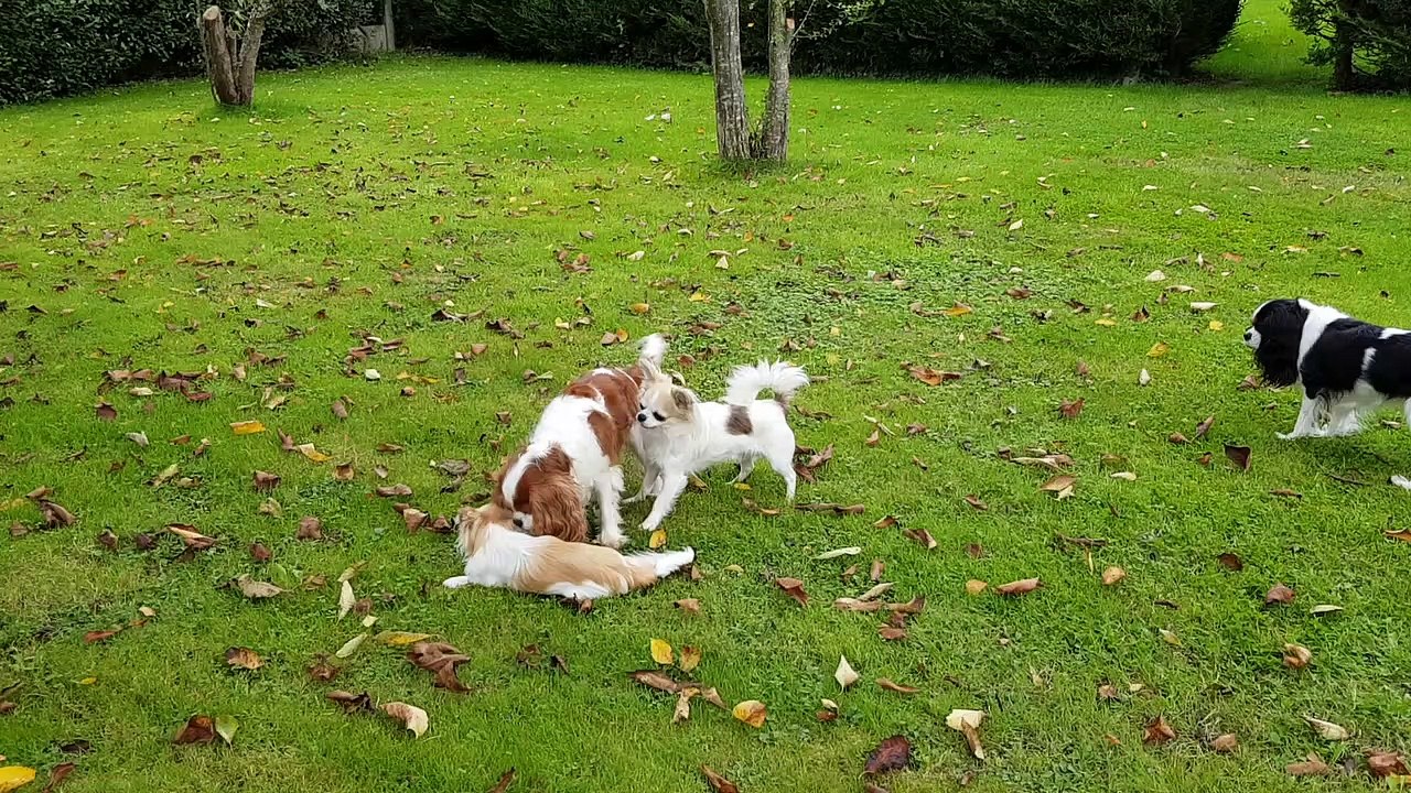 Jeux à 3 au jardin suite