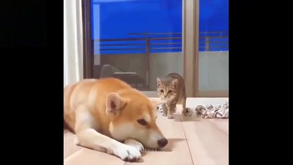 Cute And Funny Pets - Try Not To Laugh To These Pets Compilation 4