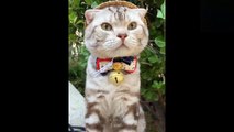 Cute And Funny Pets - Try Not To Laugh To These Pets Compilation  20