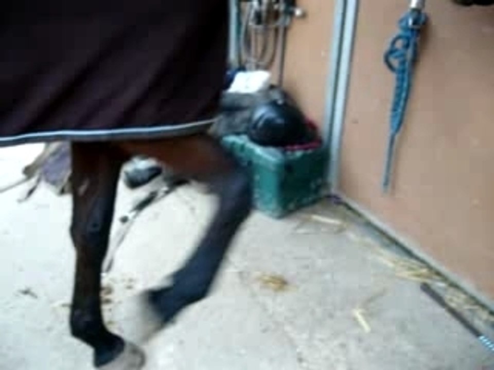 New qui fait la jambette