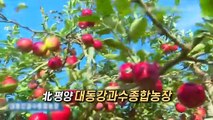 [영상구성] 北 사과풍년