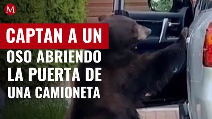 Captan a un oso abriendo la puerta de una camioneta; así reaccionó al ser descubierto