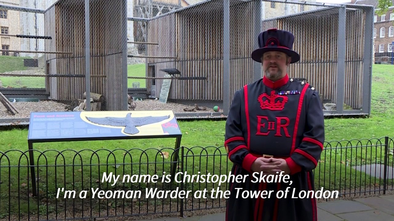 God save the birds: meet the Tower of London's ravenmaster