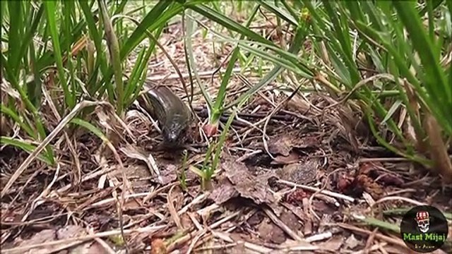 Dangerous snakes I Snake Venom I snake's poison I snakes in india