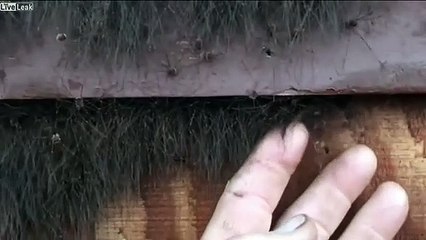 Ces cheveux sont en fait... des milliers d'araignées