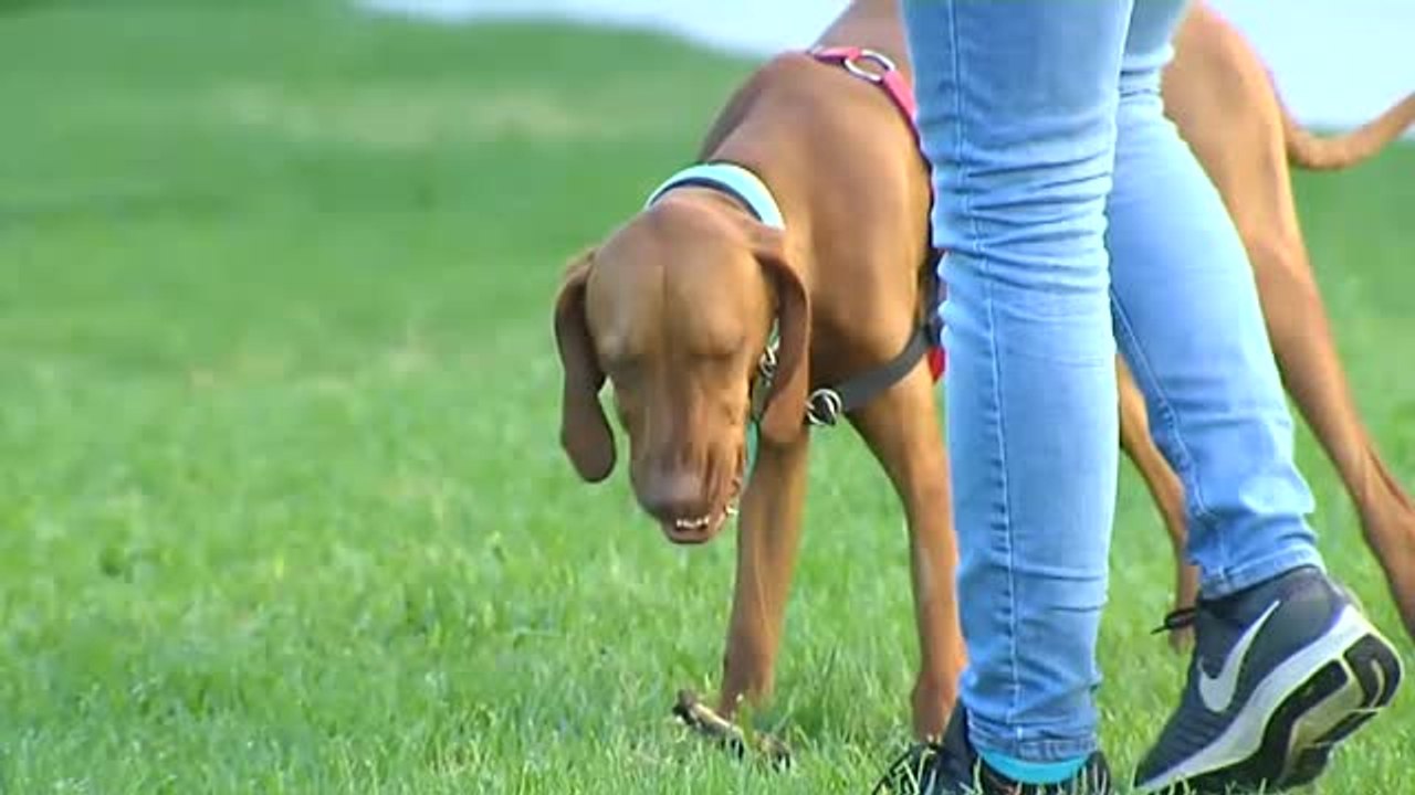 El Gobierno valenciano impulsa una tasa para aquellos que deseen tener una mascota