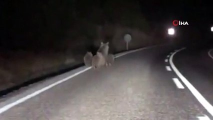 Karayoluna inen 4 boz ayı böyle görüntülendi