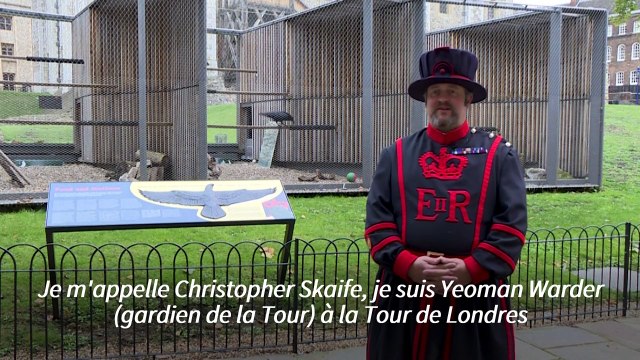 God save the birds: rencontre avec le maître des corbeaux de la Tour de Londres