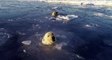 Regardez comment ces ours polaires tentent de chasser un drone sous la glace