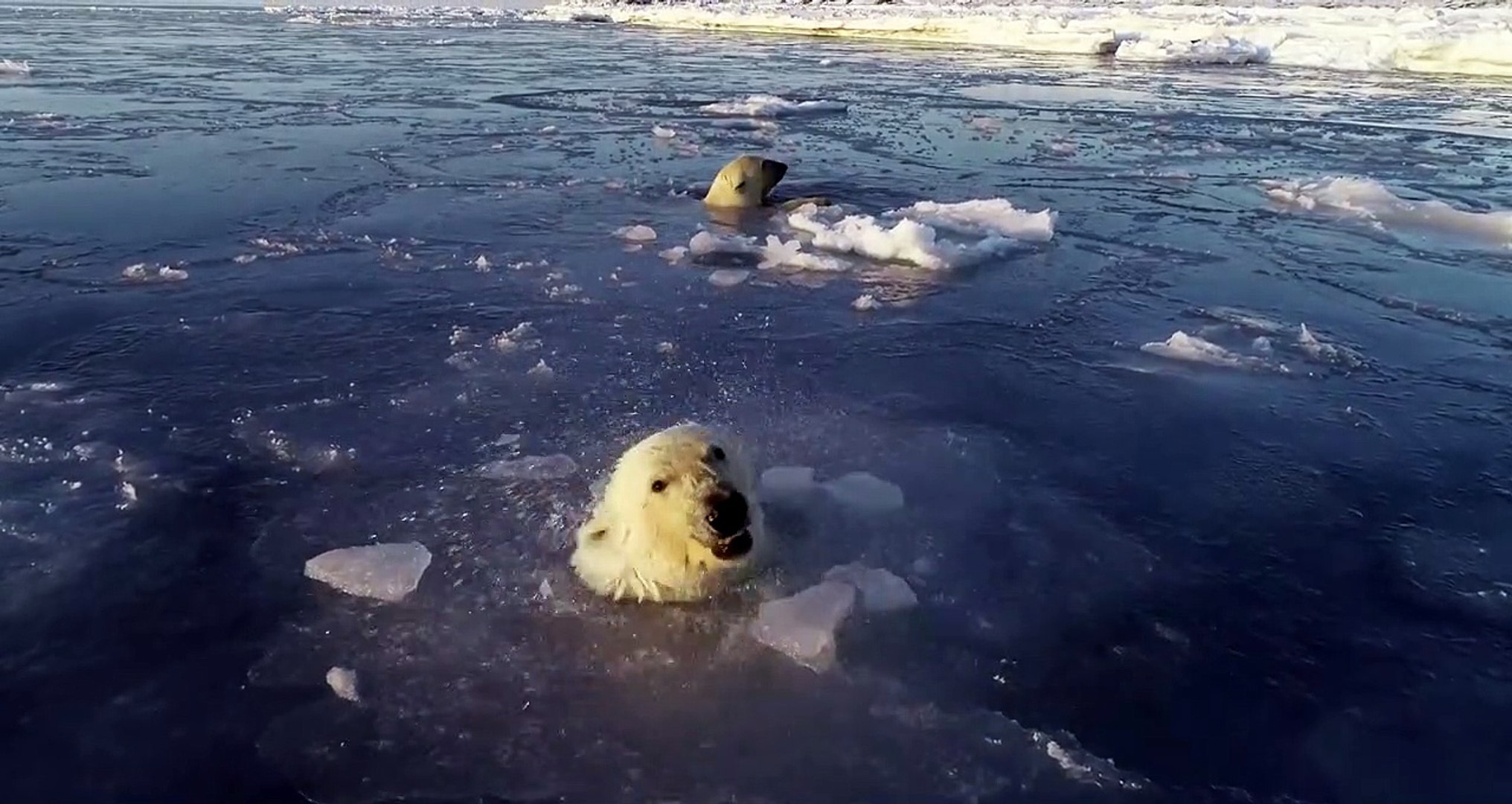 Regardez comment ces ours polaires tentent de chasser un drone sous la  glace - Vidéo Dailymotion