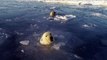 Regardez comment ces ours polaires tentent de chasser un drone sous la glace