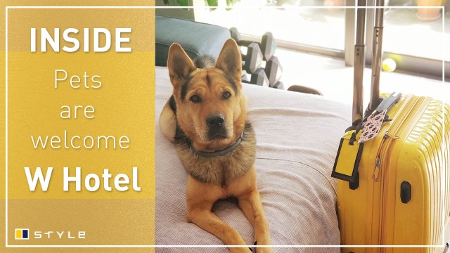 Review of the W Hong Kong’s new animal-friendly hotel package, Pets Are Welcome