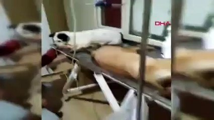 Çanakkale'de 16 köpeği zehirleyerek öldüren 2 kişi yakalandı