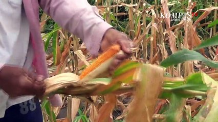 Serangan Hama, Panen Jagung di Kediri Menurun