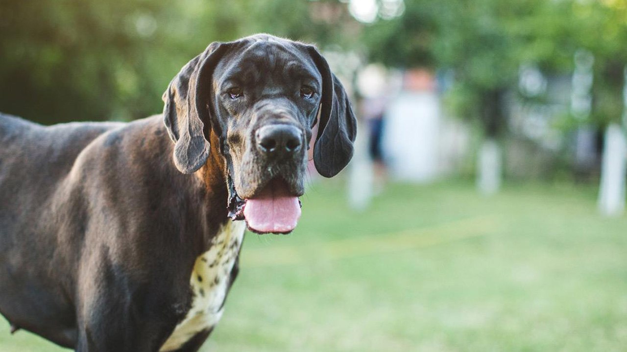 Las razas de perros más grandes del mundo