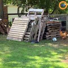 Un coq et un chien joue au jeu du chat et la souris