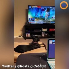 Ce chien va avoir la peur de sa vie en regardant un jeu vidéo !