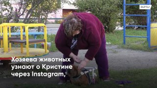 Девушка из Уссурийска мастерит коляски для собак-инвалидов