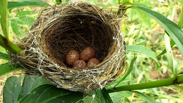 the four eggs of the birds in the nest on the trees video
