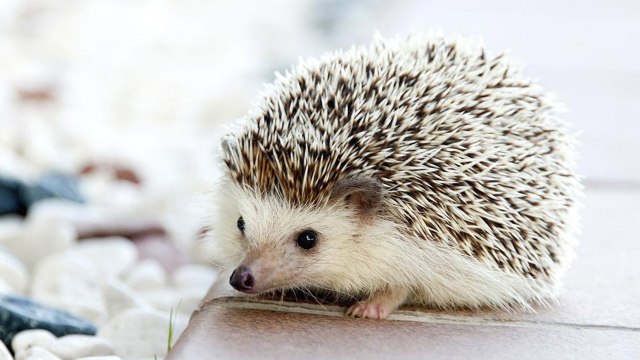 10 curiosidades sorprendentes del erizo