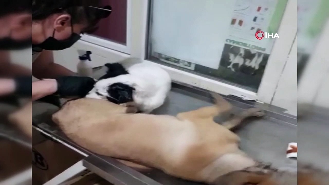 16 köpeği zehirleyerek öldürdüler