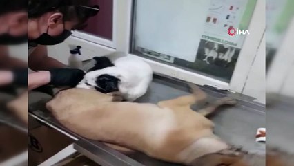 16 köpeği zehirleyerek öldürdüler