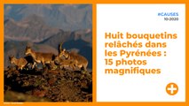 Huit bouquetins relâchés dans les Pyrénées : 15 photos magnifiques