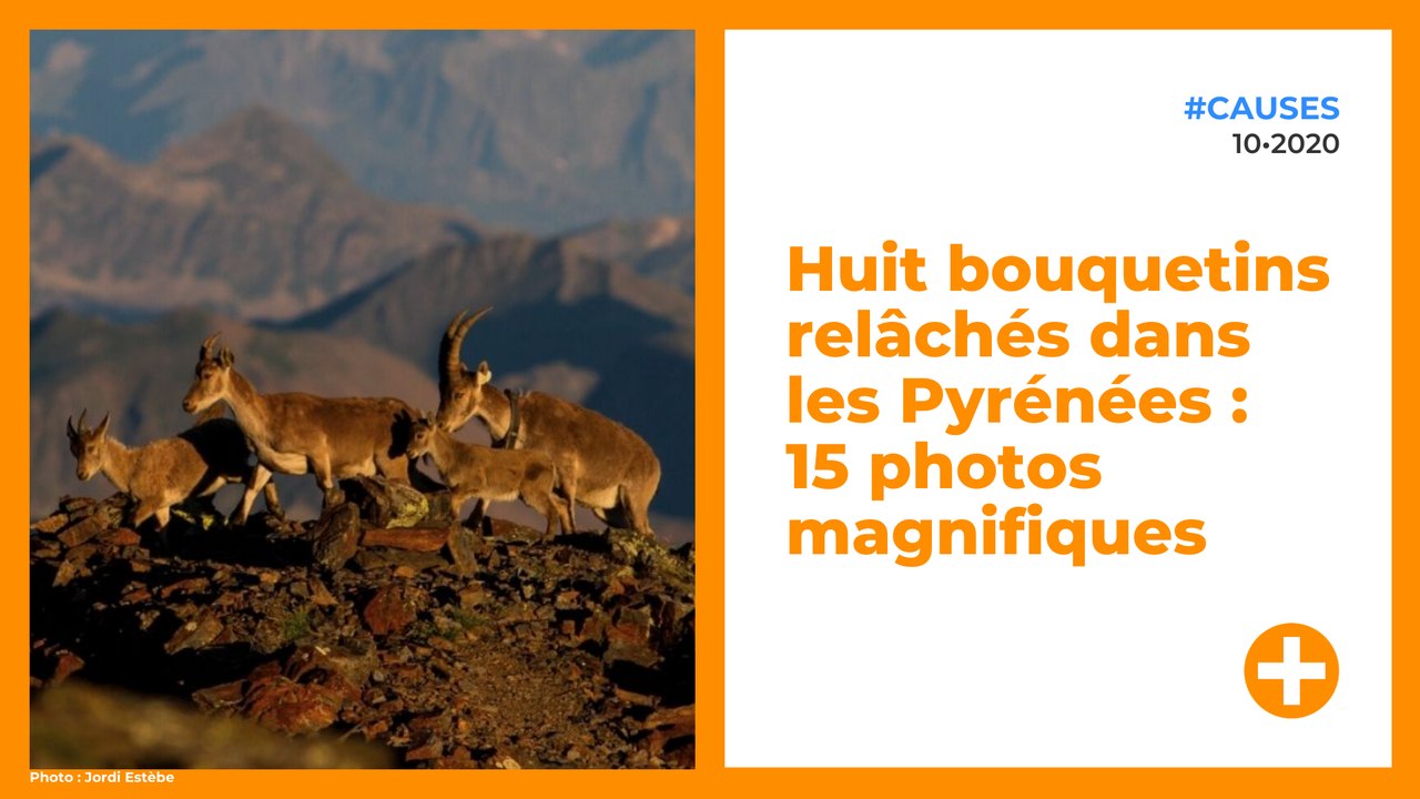 Huit bouquetins relâchés dans les Pyrénées : 15 photos magnifiques
