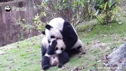 The Growing-up Diary Of Baby Pandas