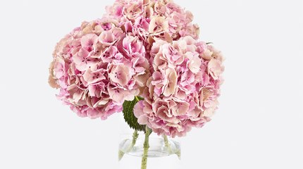 Los mejores ramos de hortensias para este otoño