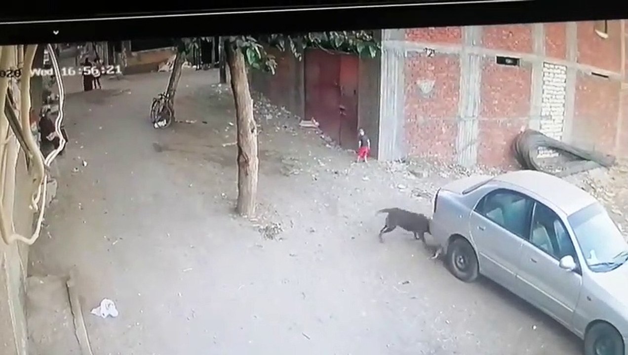 Un chat défend un enfant contre un chien