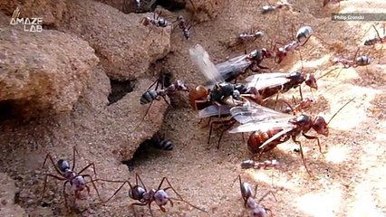 Worker Ants Lost the Ability to Fly in Exchange For Greater Strength, Study Finds