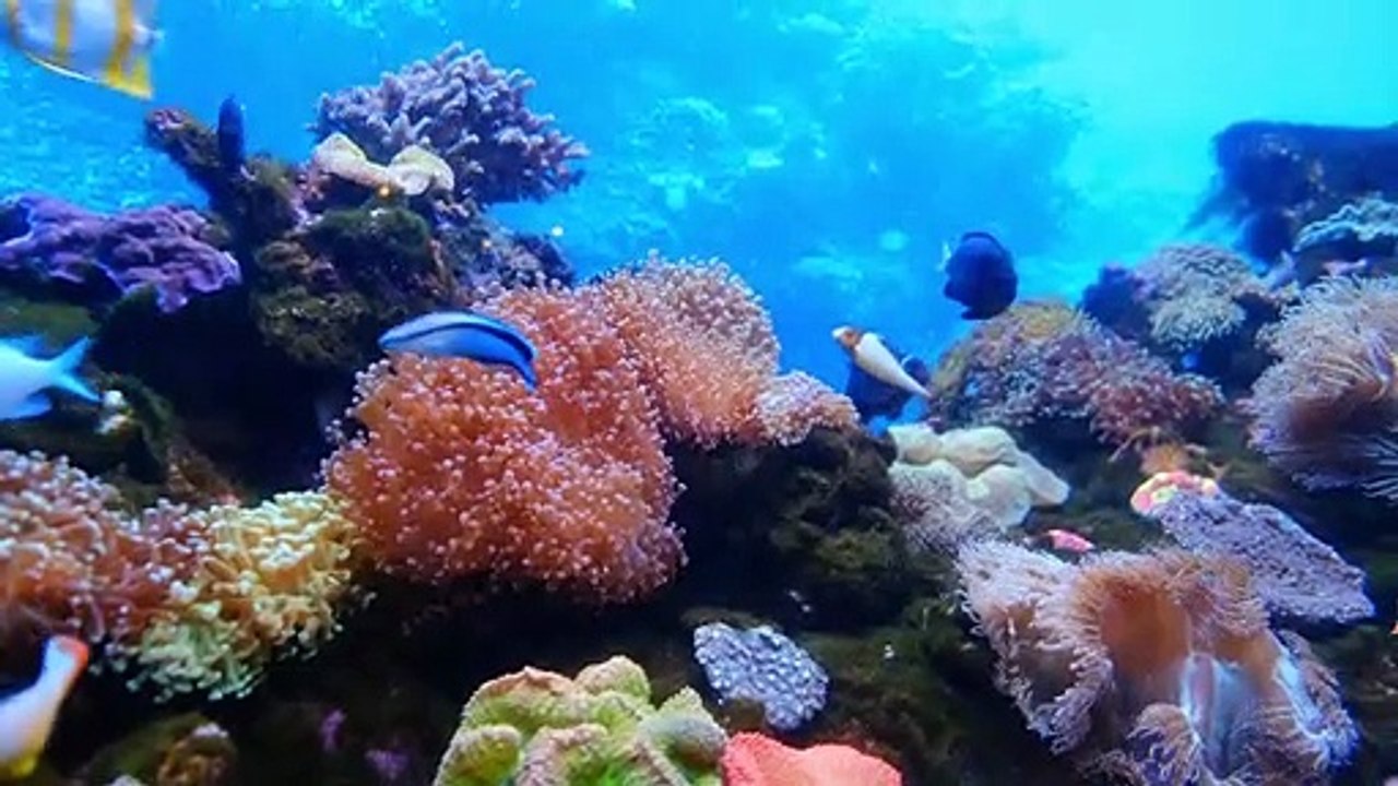 sri lanka sea