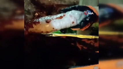 Bal tenekelerinde eroin saklayan 2 kişi adliyeye sevk edildi