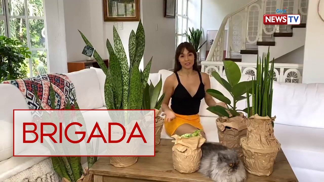 Brigada: Plant collection ni Aubrey Miles, silipin!