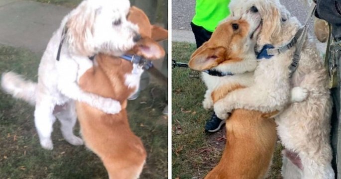 Ce corgi enlace tous les chiens qu'il croise pendant ses promenades !