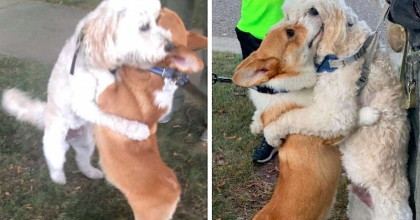 Ce corgi enlace tous les chiens qu'il croise pendant ses promenades !
